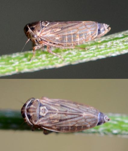 Réf. 233 494 : Anaceratagallia sp.